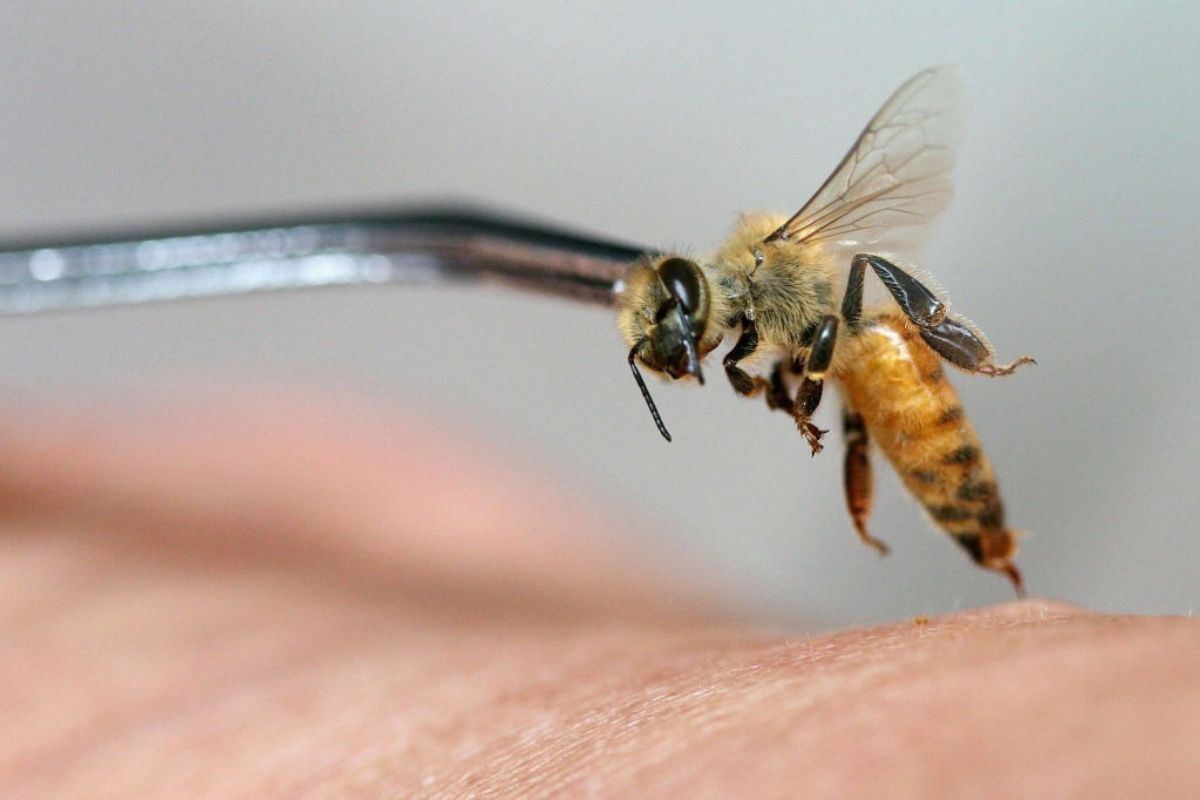 terapia cu venin de albine