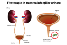 fitoterapie infectii urinare